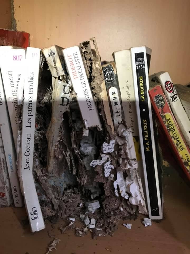 Livres et étagère rongés par les termites